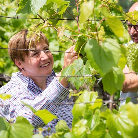 Picking from the vineyard