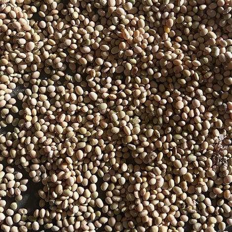 SOYBEANS