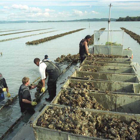 Oyster farm NZ