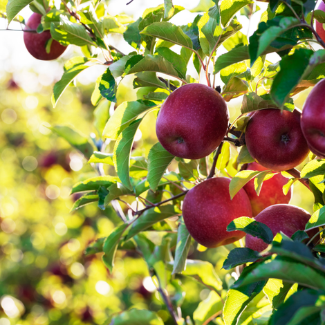 New Zealand Apples
