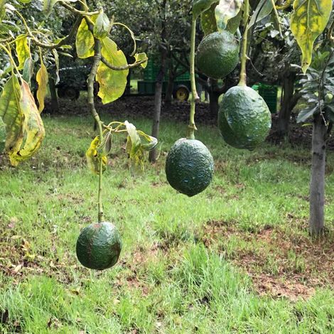 Fair trade with local producers