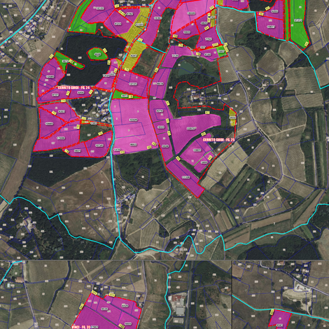 Casalvento's cadastral map to identify its owned vineyards in Tuscany's hills, marked in purple (2)