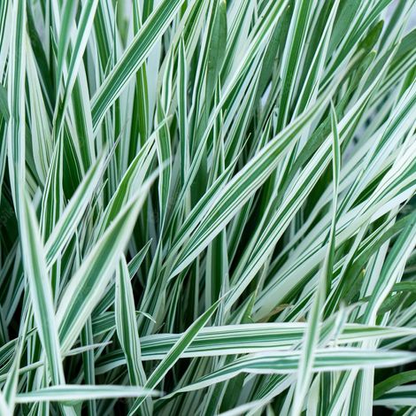 Canary grass (two-source reed)