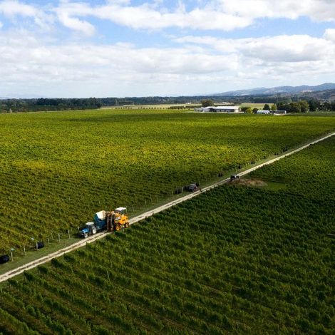 Vineyards