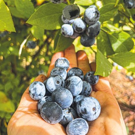 Blueberries