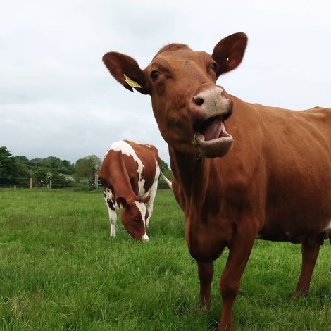 Crawford's Farm - Livestock
