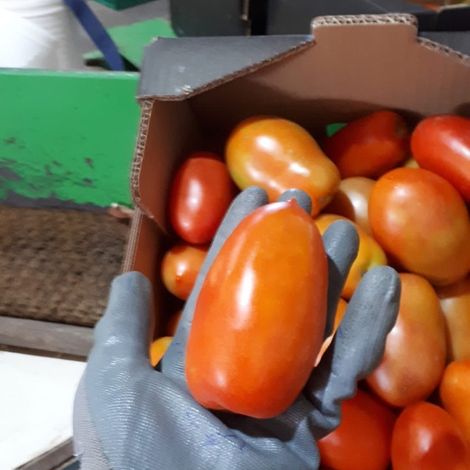 [Gonserbio]_[Tomato]_[Pear]