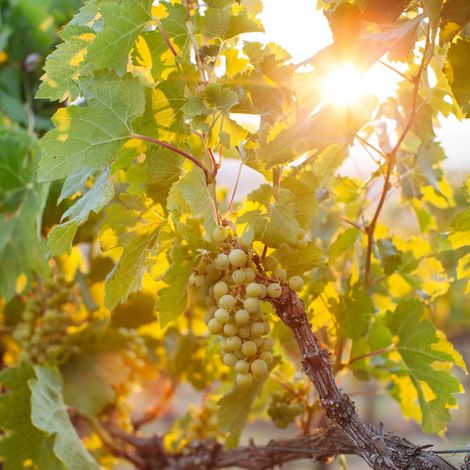 REININGER Winery's grapes