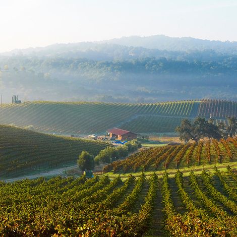 Tablas Creek Vineyard - Pioneer of California Wine