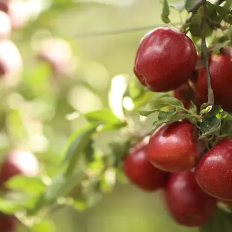 Gulbudak - Apple