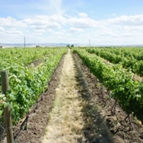 Vineyards