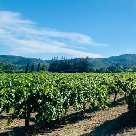 acre wines vineyard.jpg