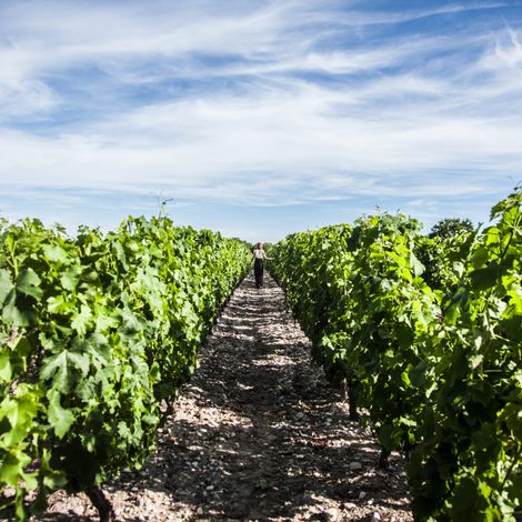 Photo of the vineyard