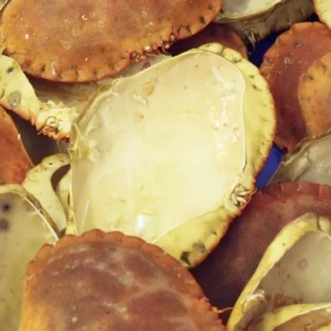 Whitby Crab Company Ltd - Products