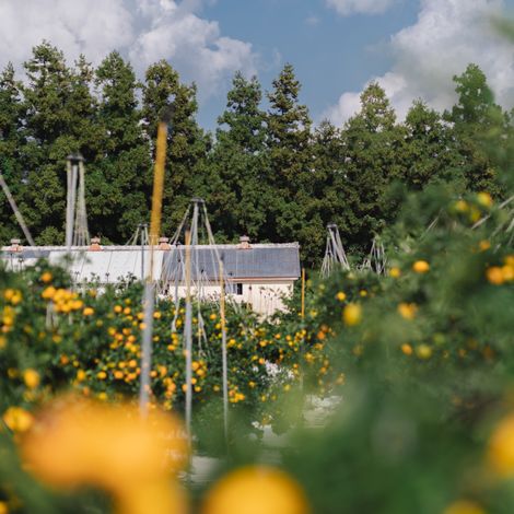 Farm in Seoqwipo, Jeju Island