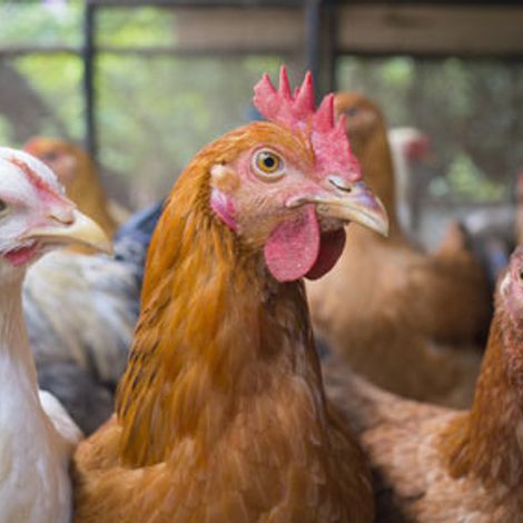 Avibel-biologischie-kippen-eieren-Zwijndrecht-over-ons1.jpg