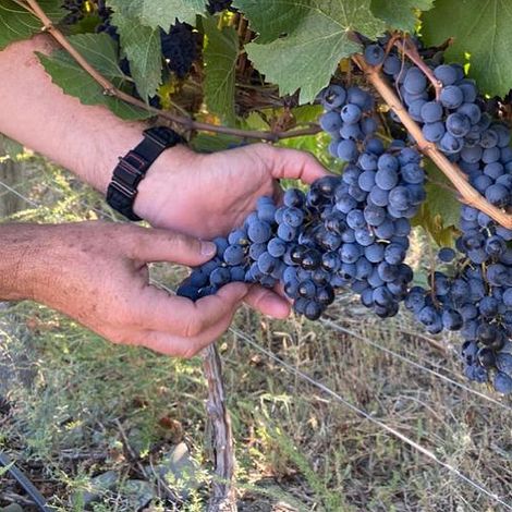 Xumek_Wine_Vineyards