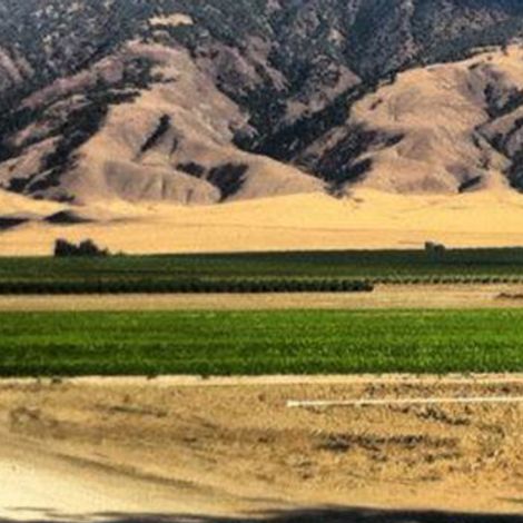 White Wolf Potato Company