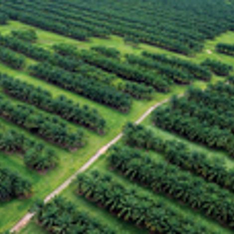 oil_palm_plantation.jpg