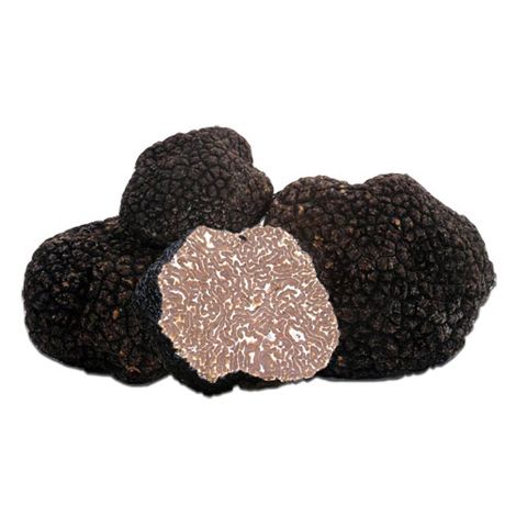 Summer Truffle (Tuber aestivum Vitt)