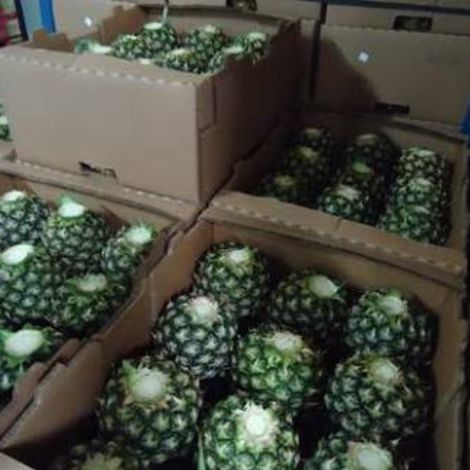 PROFRESH EXPORT LTD