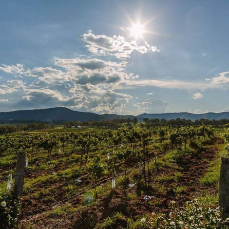 Hanging Tree Wines_Wine_Vineyards