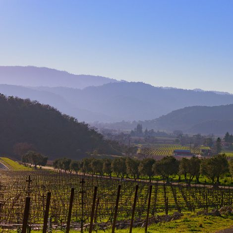 decades 5 vineyards.jpg