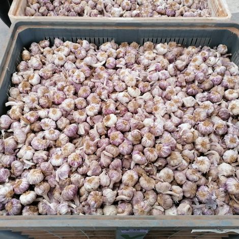Purple Spring Garlic