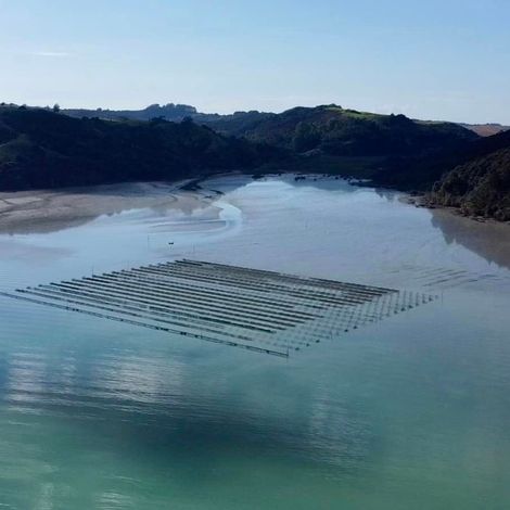 Tematuku Oysters Limited