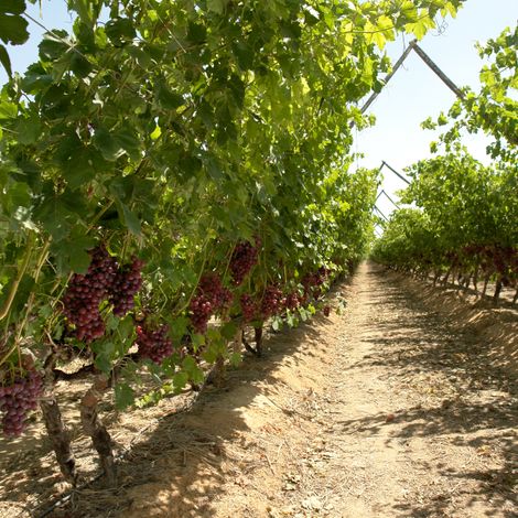 El Roda for Agricultural and Animals Development