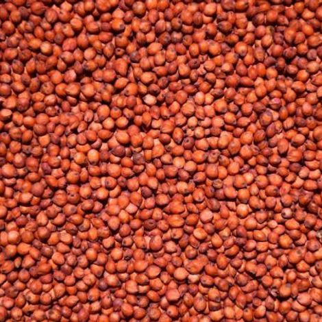 Sorghum