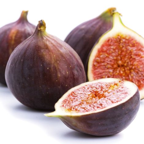 fig2.jpg
