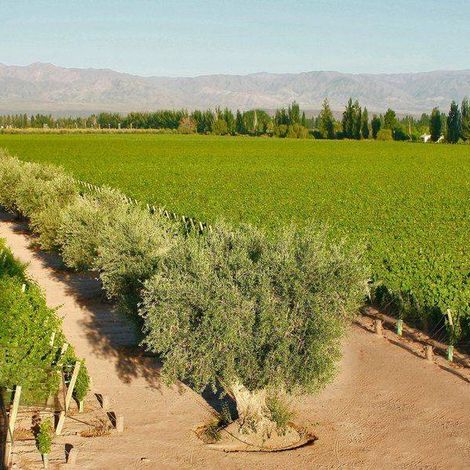 Vineyards