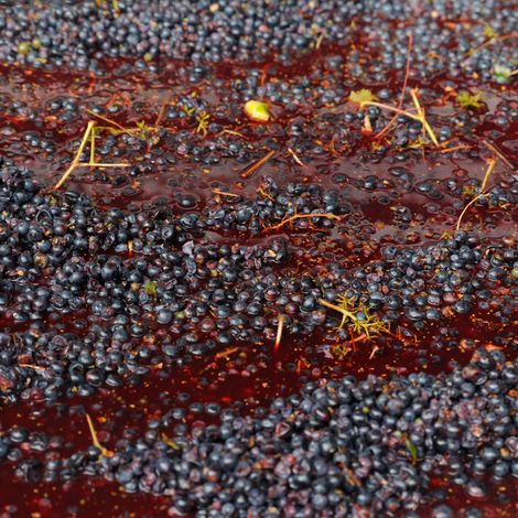 GRAPE HARVEST 3