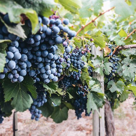 Somewhere Else Vineyards