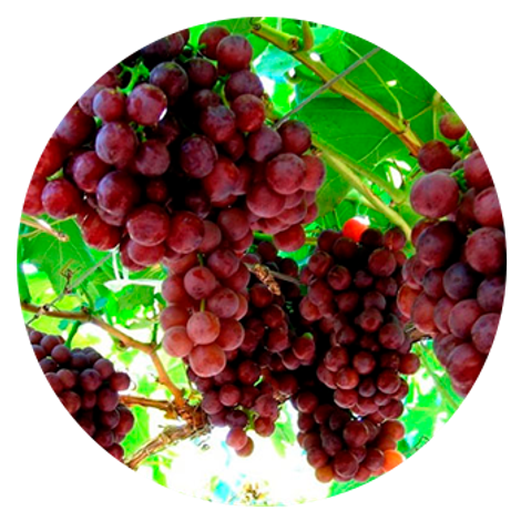 Exportadora Fruta Austral Ltda. - Product