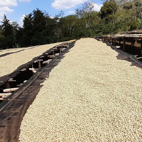 Coffee bean Drying Bed