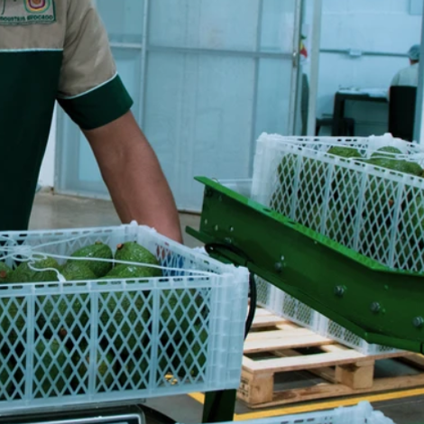 Mountain Avocado SAS - Production
