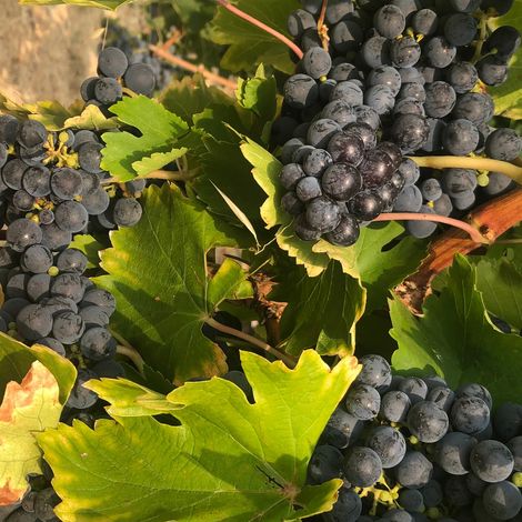 Keenan Winery_Wine_Grape