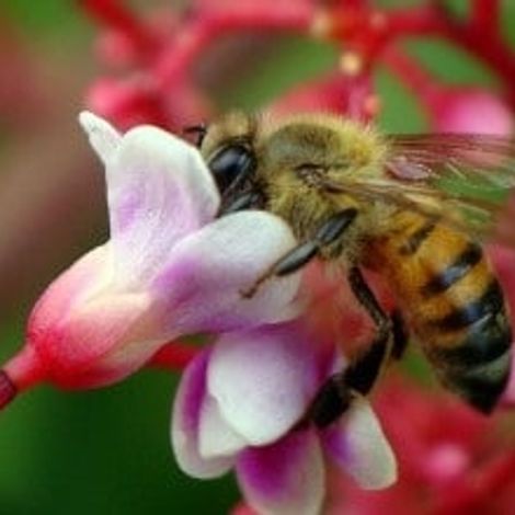 Bee Pollinating Flower