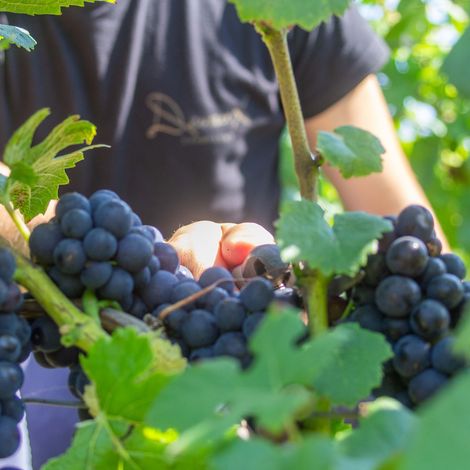 Grapes