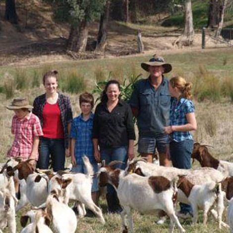 Myrrhee Pty Ltd - Goats