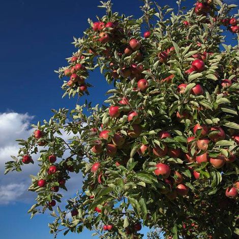 Apples