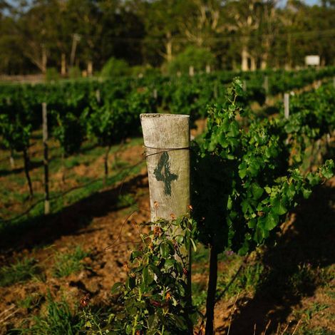 Hanging Tree Wines_Wine_Vineyards