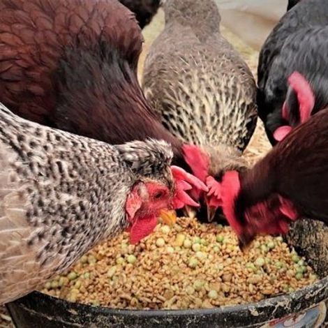 Poultry Feed