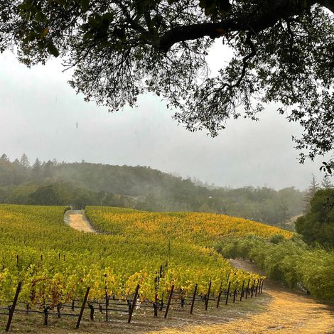 Merryvale Vineyards_Wines_Vineyards