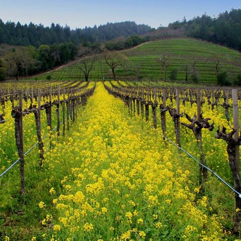 detert vineyard 3.jpg