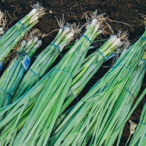 Buurma Farms Inc