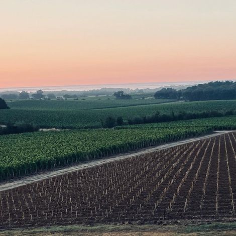 Château Charmail_Wine_Vineyard