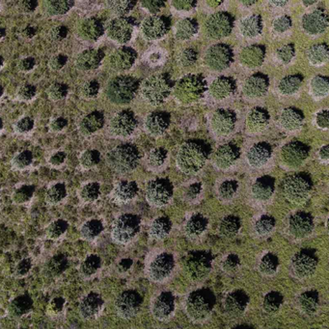 Truffle plantation
